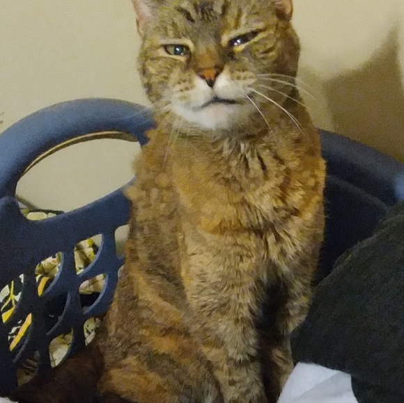 Meet your Posher, Kimberly Dawn - Picture 3 of 10